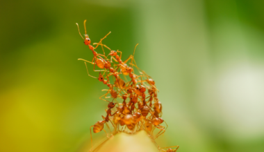 Ant Colonies Pulse Like a Physical System, And Scientists Are Beginning to Understand What Triggers Them : ScienceAlert