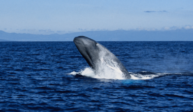 Scientists Are Starting To Understand The 'Largest Biomechanical Event on Earth': Whales Hunting For Food on a Single Breath : ScienceAlert