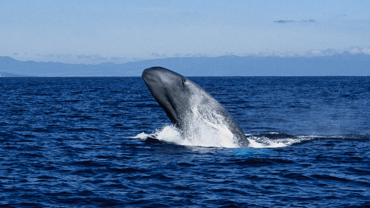 Scientists Are Starting To Understand The 'Largest Biomechanical Event on Earth': Whales Hunting For Food on a Single Breath : ScienceAlert