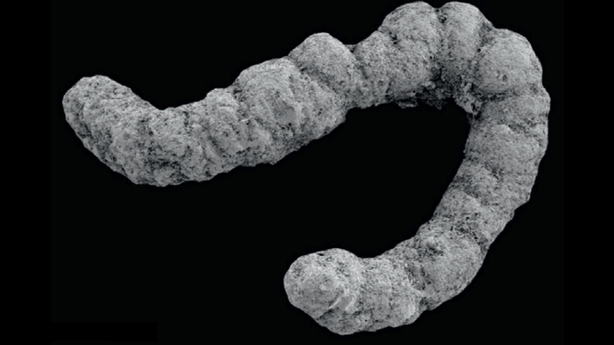 An Ancient Poop Explosion Could Have Helped Complex Life Evolve