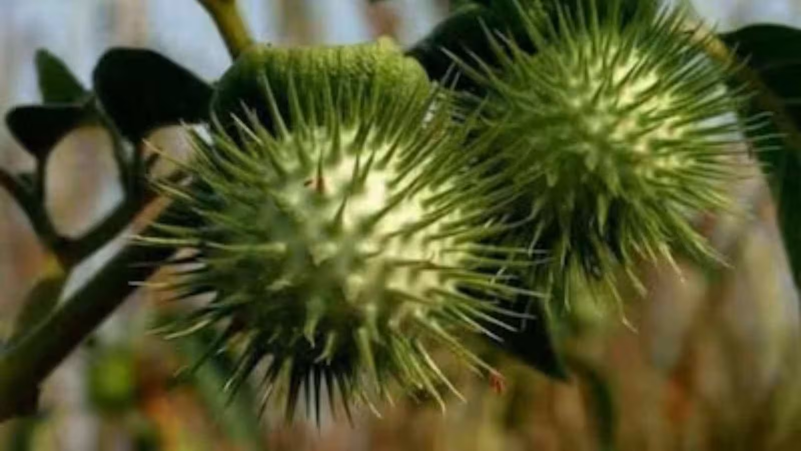 Despite its toxicity, Datura has a history of traditional medicinal use. Ayurvedic practitioners stress that it must not be consumed directly and that any therapeutic application requires proper processing and expert supervision. Despite its toxicity, Datura has a history of traditional medicinal use. Ayurvedic practitioners stress that it must not be consumed directly and that any therapeutic application requires proper processing and expert supervision.