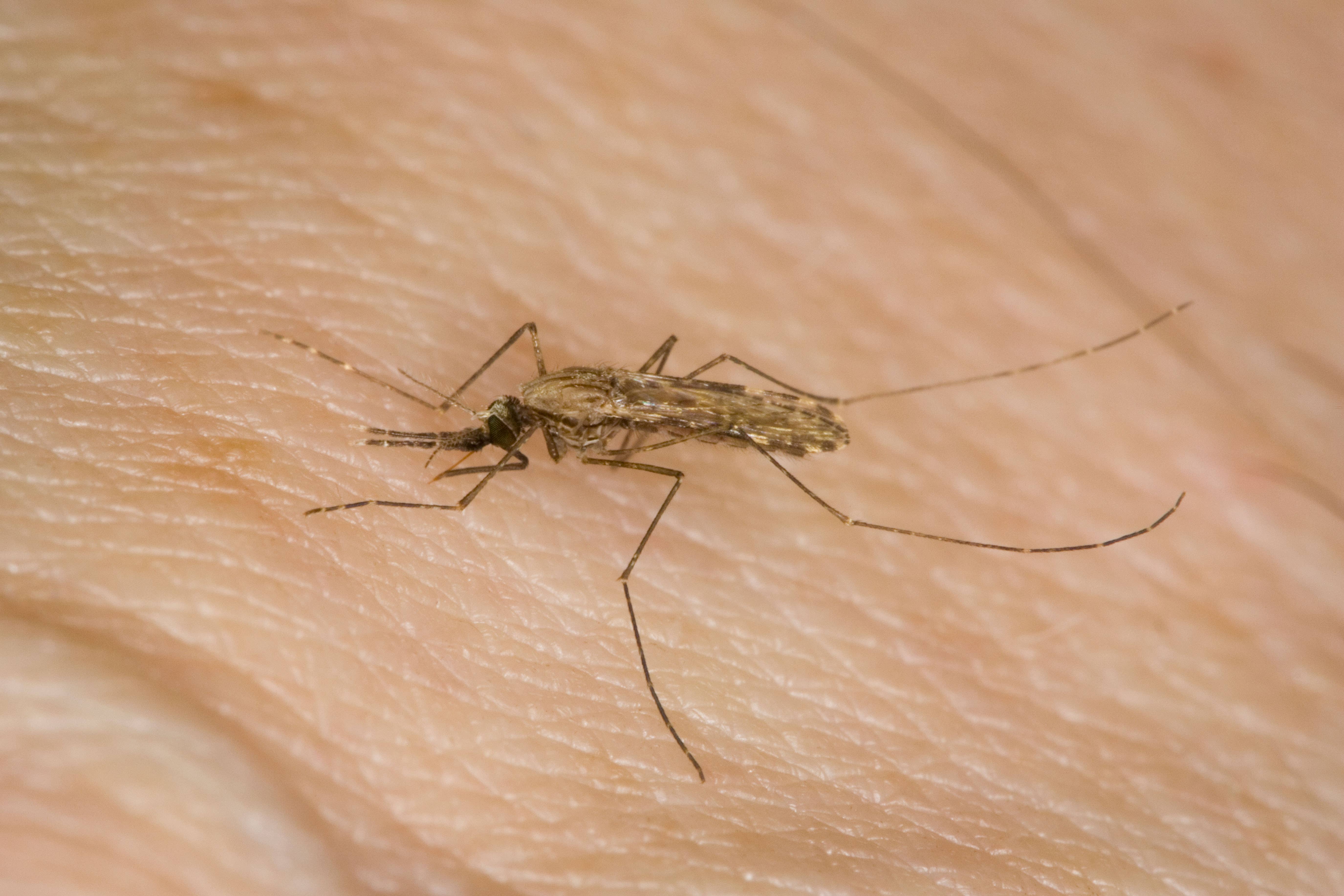 Malaria is a severe mosquito-borne illness that mostly affects people living in tropical countries
