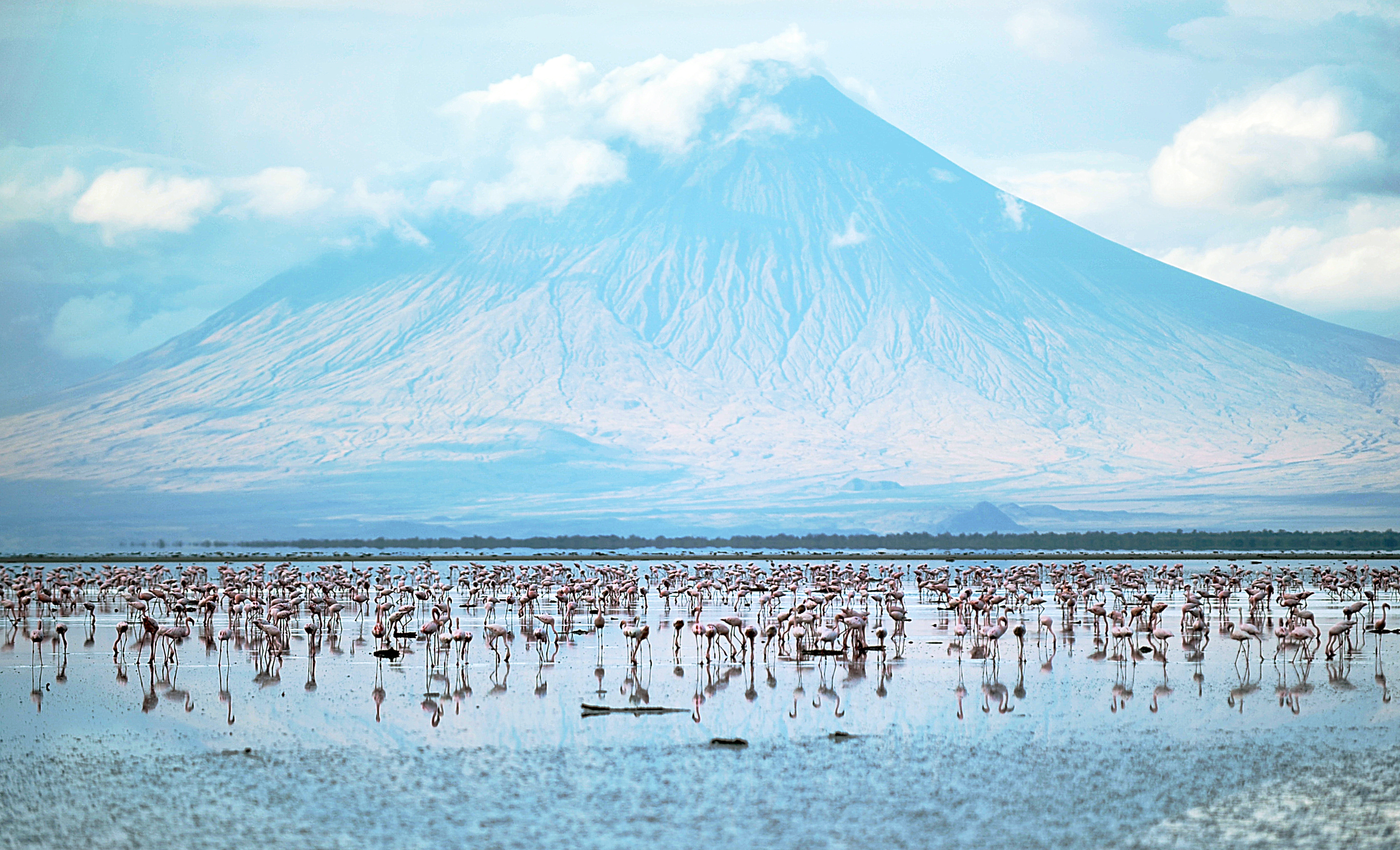 Flamingoes in a lake with a volcano in the distance