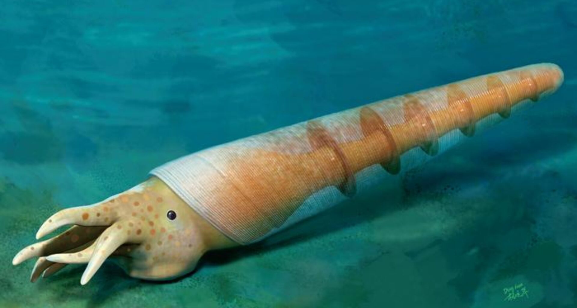Ancient cephalopod fossil reveals earliest known buoyancy system