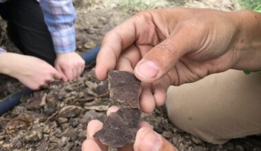 Fragments of Fossilized Leaves