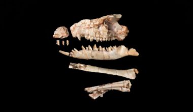 Rare Gobi Desert fossil rewrites mammal evolution