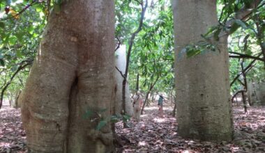 Grove of Large Baobab Trees in Madagascar