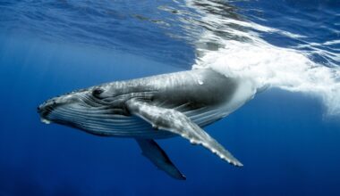 Humpback whale songs change with different stages of a dive