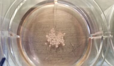 Brain organoid studies on the ISS move closer to new treatments