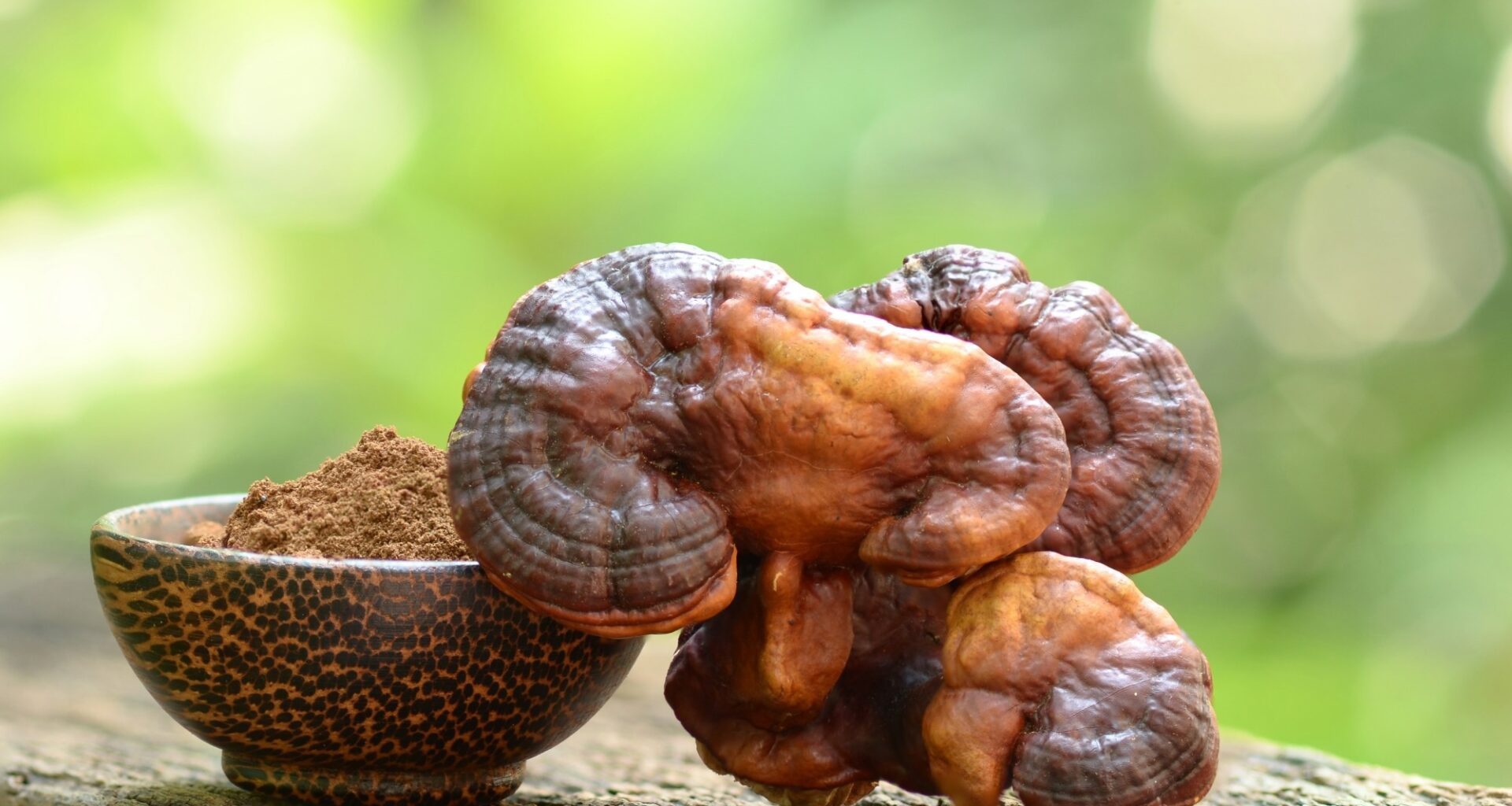 Review: Medicinal and edible fungal polysaccharide: sources, preparation, structural characteristics, and health benefit. Image Credit: pongpol_thailand / Shutterstock
