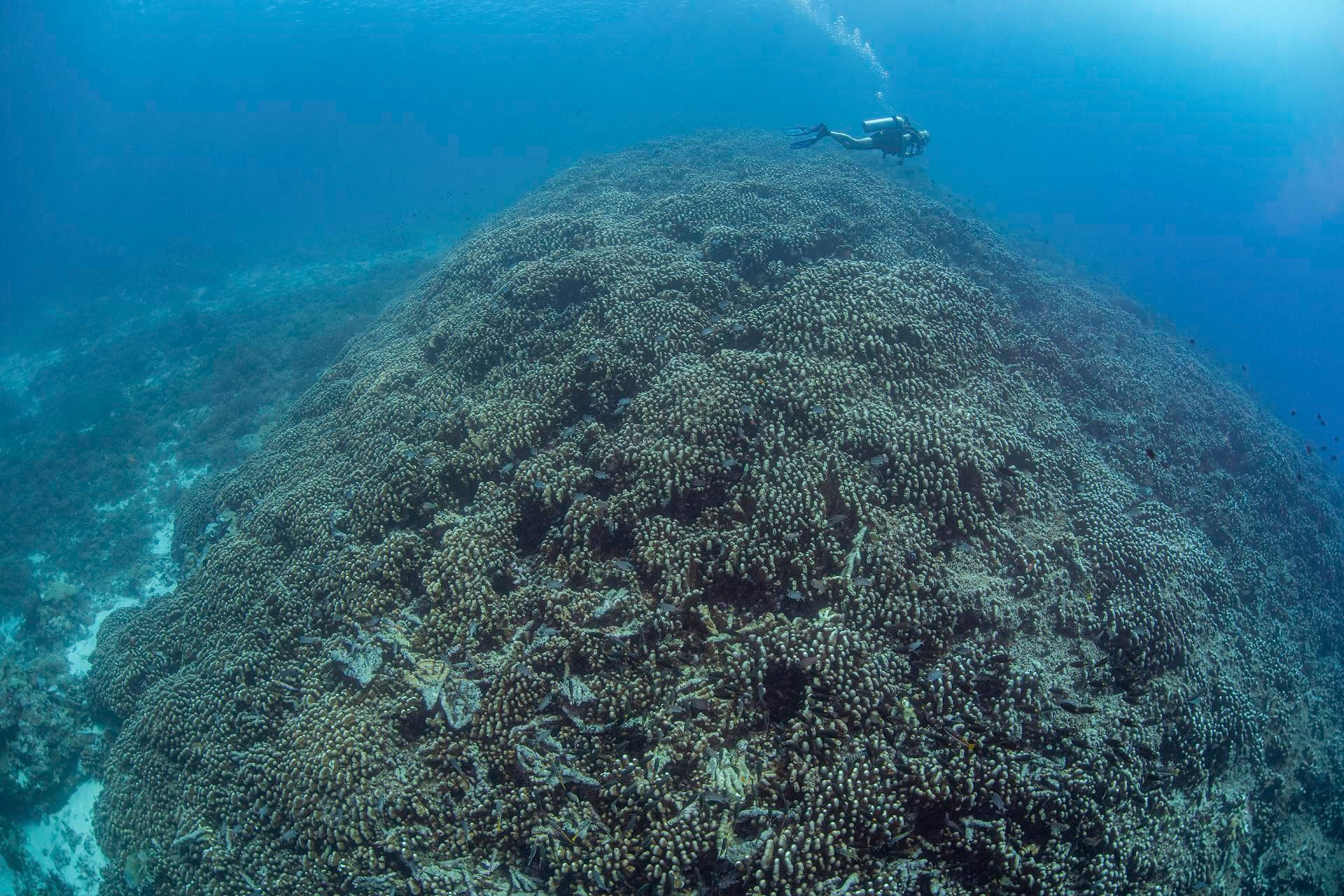 Palumbi cruises over a massive coral colony that was likely hundreds of years old.