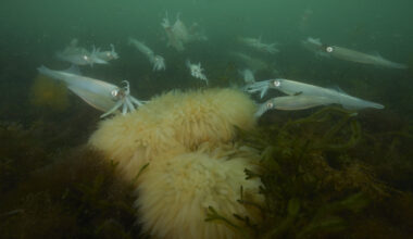 The secret love life of the longfin squid | MIT News