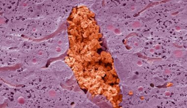 Monday's Microscope Mystery: What Is This Pink And Red Oddity? : ScienceAlert