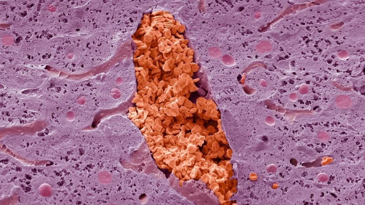 Monday's Microscope Mystery: What Is This Pink And Red Oddity? : ScienceAlert