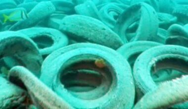 The U.S. dumped 2 million tires into the ocean to build an artificial reef in 1970. Decades later, officials are still trying to clean up the environmental disaster