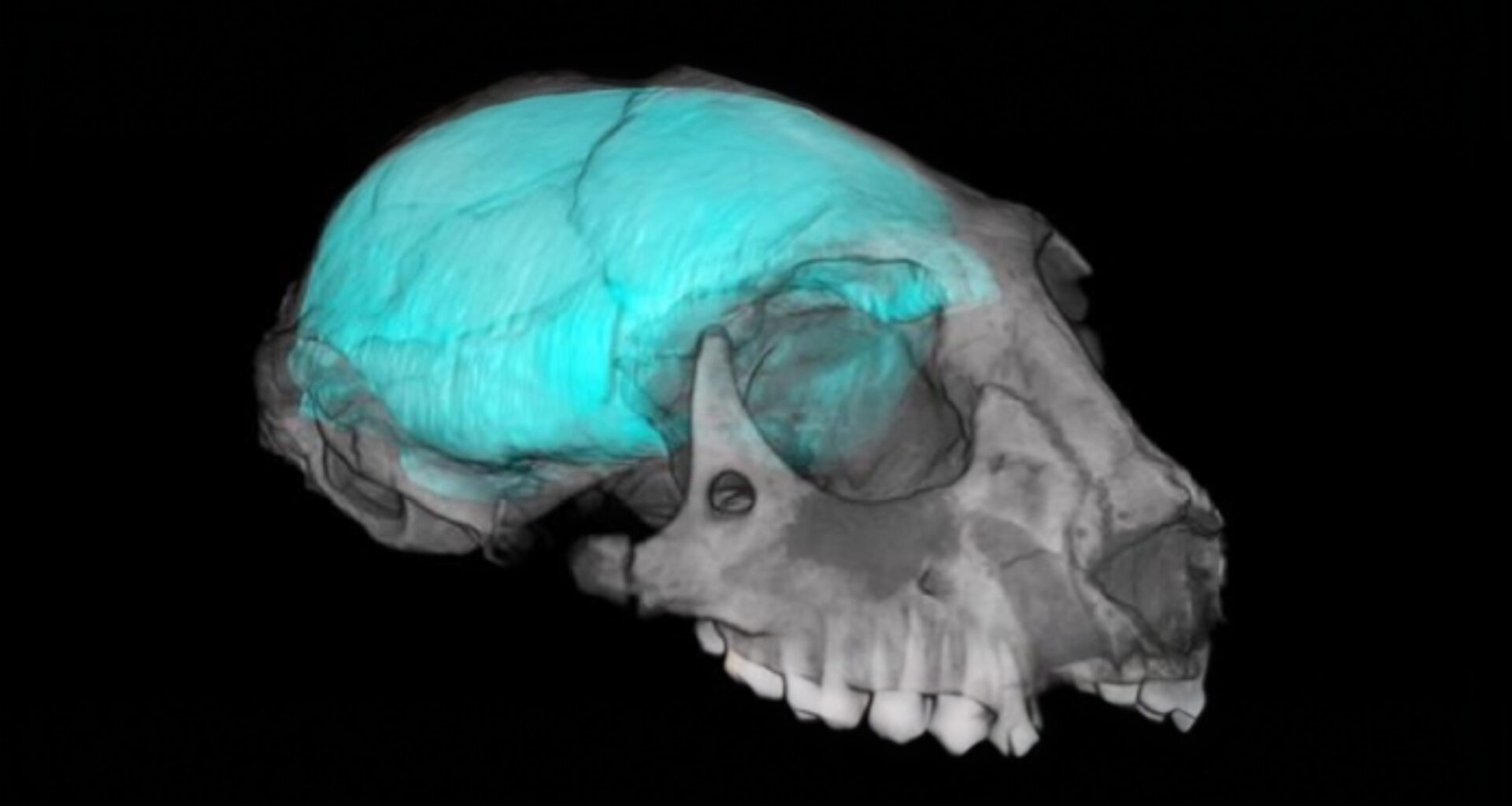 Vision drove the evolution of large primate brains