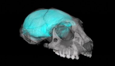 Vision drove the evolution of large primate brains