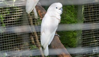 Adelaide Zoo and Monarto prepare to vaccinate vulnerable birds against H5 bird flu as outbreak intensifies