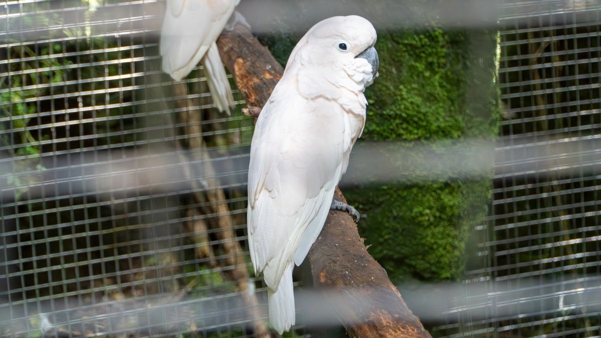 Adelaide Zoo and Monarto prepare to vaccinate vulnerable birds against H5 bird flu as outbreak intensifies