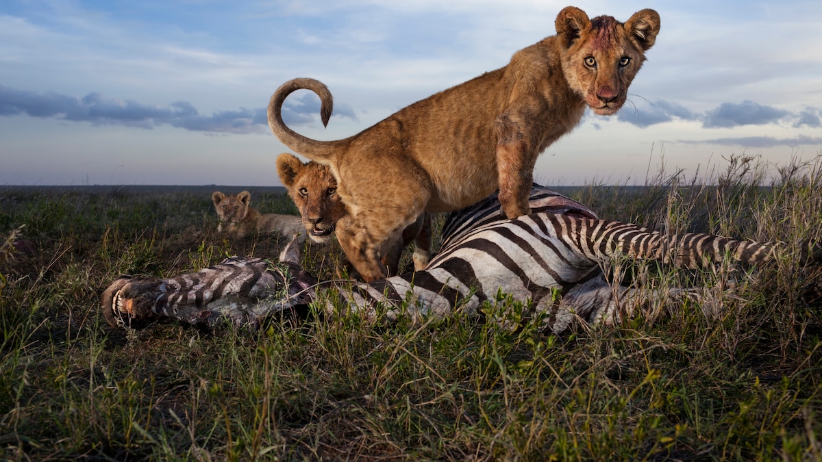 A Century of Photographing Lions in National Geographic