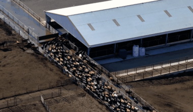 Drones regularly capture animal cruelty on farms. A Trump administration rule could make it harder.
