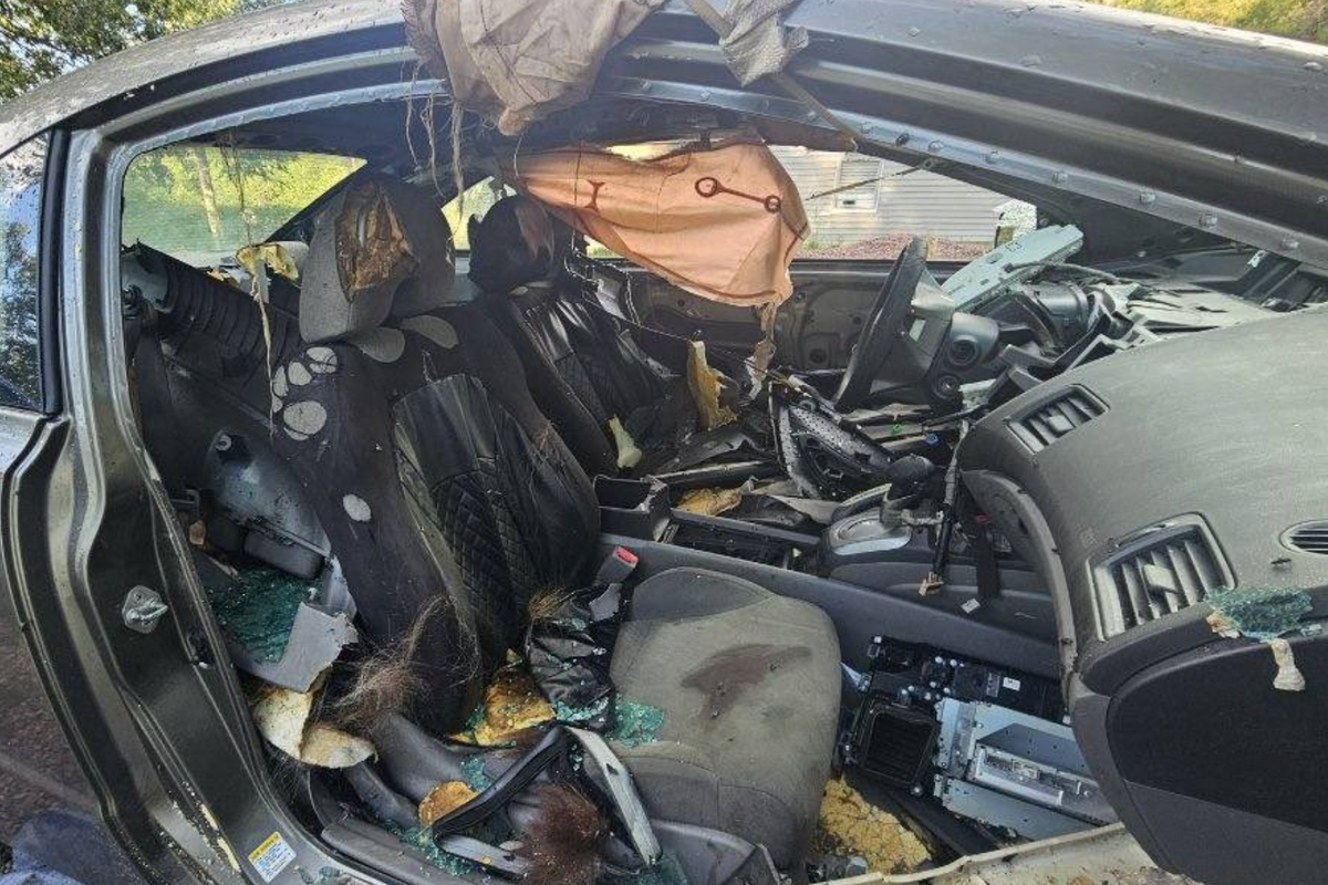 Warning to drivers after black bear found dead inside US car - The Independent