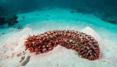 Sea cucumber tissue survived for years after being cut off