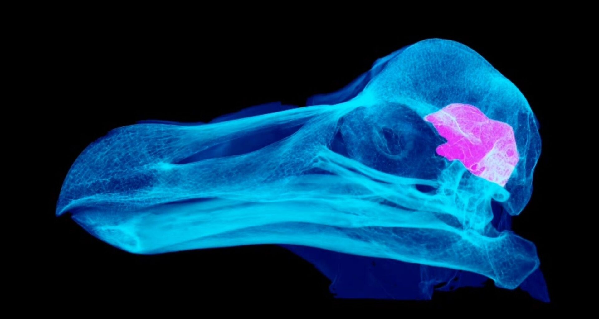 Nocturnal dodo? Study suggests we were very wrong about Mauritius' iconic flightless bird