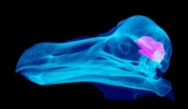 Nocturnal dodo? Study suggests we were very wrong about Mauritius' iconic flightless bird