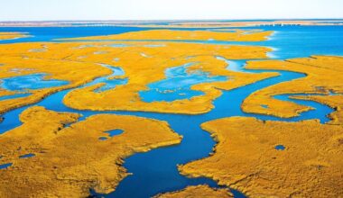 Most U.S. coastal wetlands are slowly disappearing underwater