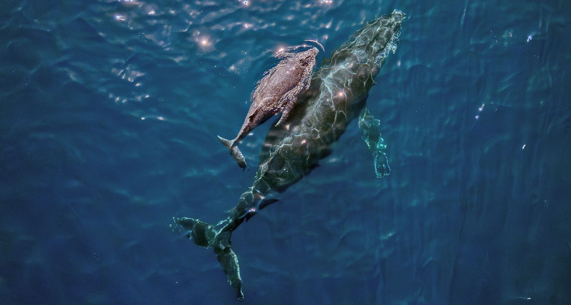 “It was extraordinary – my adrenaline was through the roof” says photographer who captured world-first drone footage of rare marine event