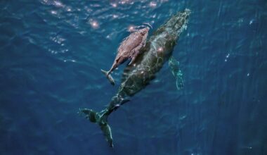 “It was extraordinary – my adrenaline was through the roof” says photographer who captured world-first drone footage of rare marine event