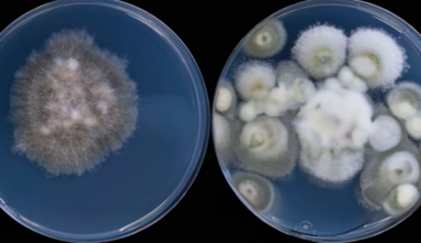 Mysterious fungi found thriving deep below Earth's surface