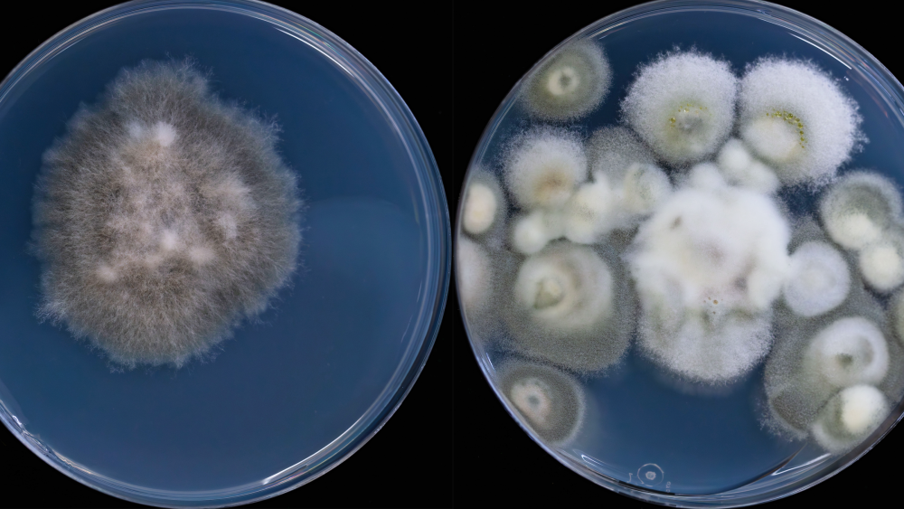 Mysterious fungi found thriving deep below Earth's surface