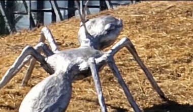 Vandals destroy giant silver ant sculpture along Highway 17 in Campbell – NBC Bay Area