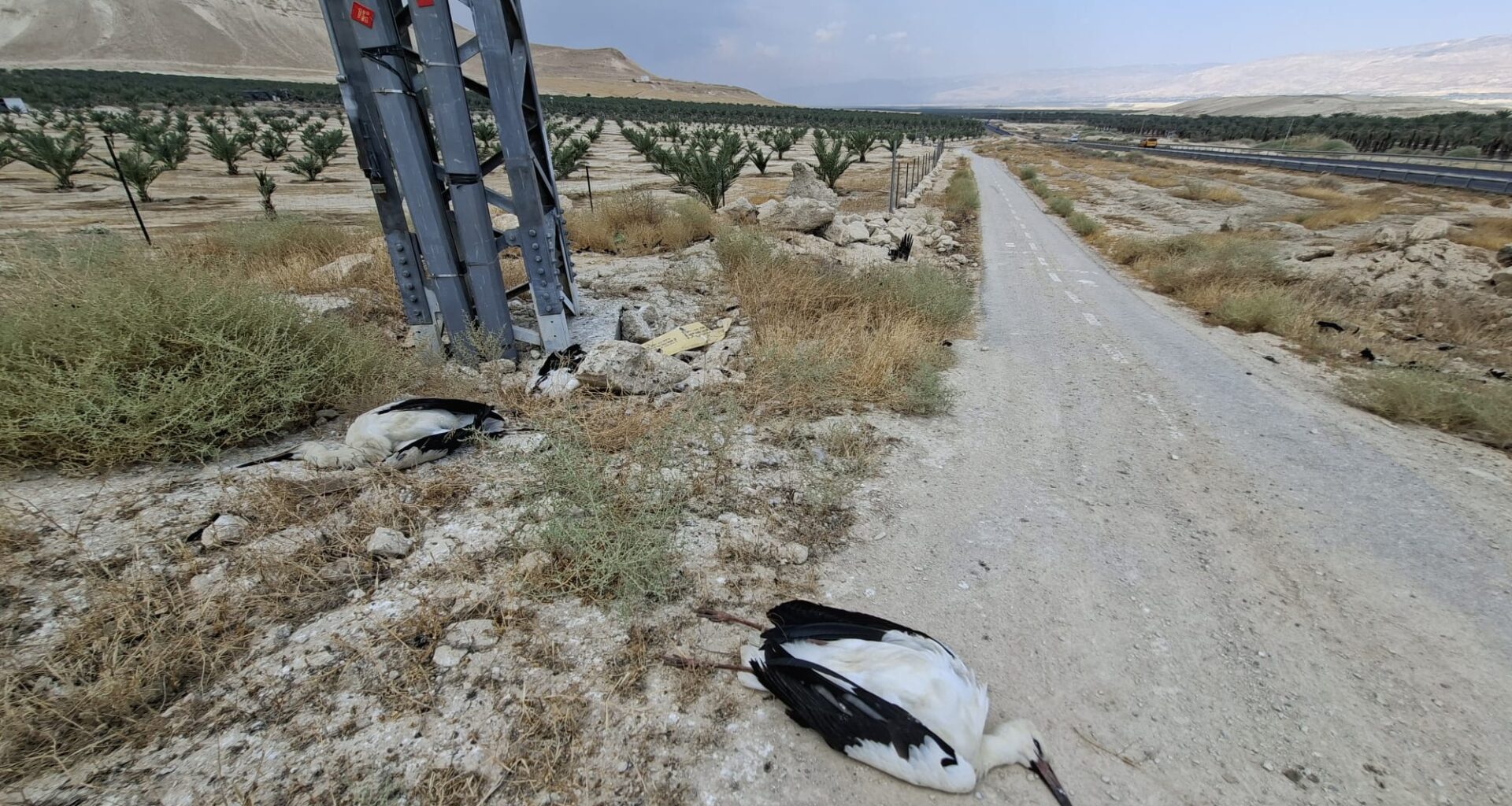 Officials urge action as dozens of storks electrocuted on Jordan Valley power lines