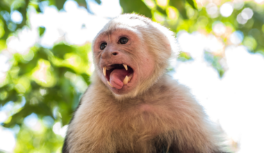 Wild blonde capuchin monkeys — an endangered species in Brazil's dry Caatinga forest already known for using sticks to fish termites — were filmed cracking food open with stones, the first record of stone tool use in this species anywhere