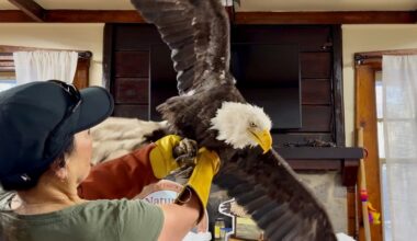 After beloved Jackie the eagle’s death, fans turned on her caretakers - washingtonpost.com