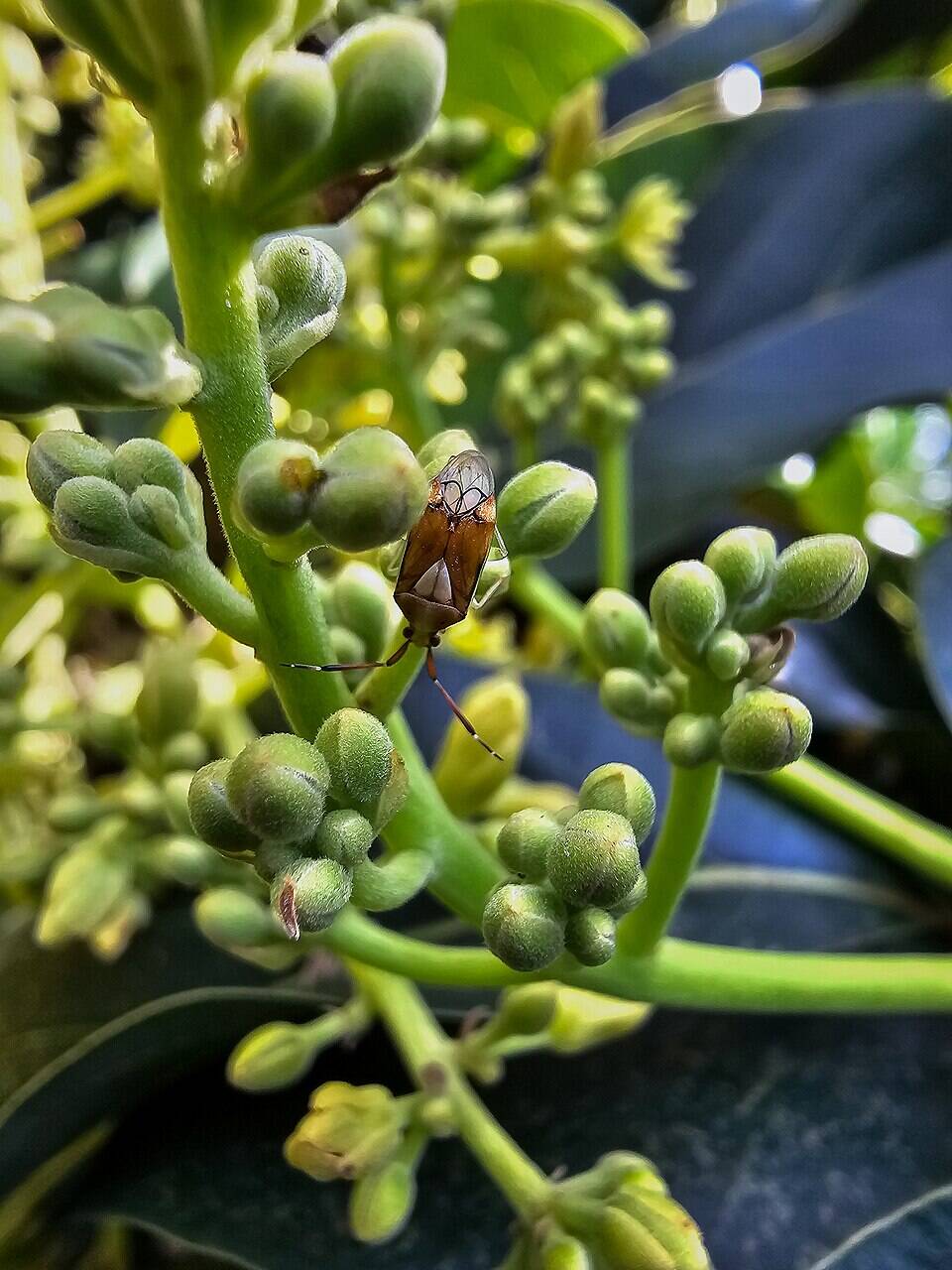 This discovery explains distinct flowering patterns and aids future avocado cultivation efforts. Understanding these mechanisms is crucial for successful avocado production and crop management. Image Credits: Wikimedia Commons A_brown_plant_bug_resting_on_a_cluster_of_avocado_flower_cluster_in_Mbale_District,_Uganda