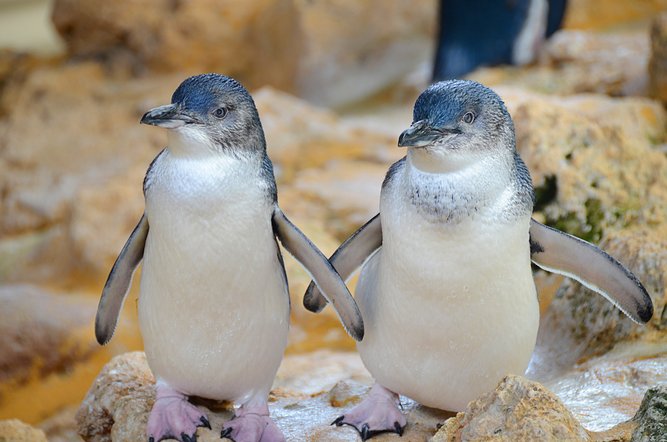 Little penguins on Penguin Island.