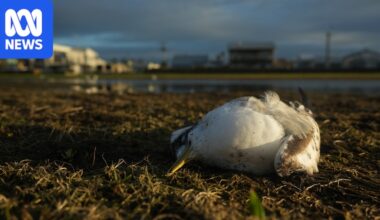 Bird flu suspected after more than 1,000 birds found dead in SA, more deaths in Tasmania