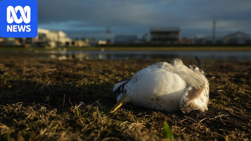 Bird flu suspected after more than 1,000 birds found dead in SA, more deaths in Tasmania