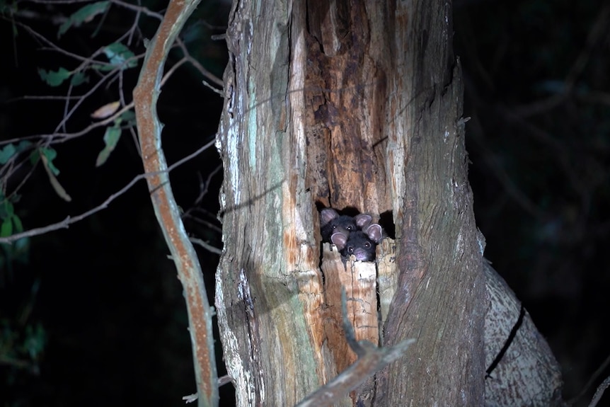 Two small gliders peek out of a hole in a tree at night time.
