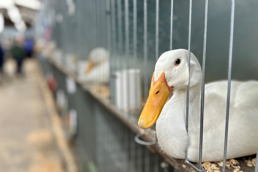 A duck in a wired exhibition pen.