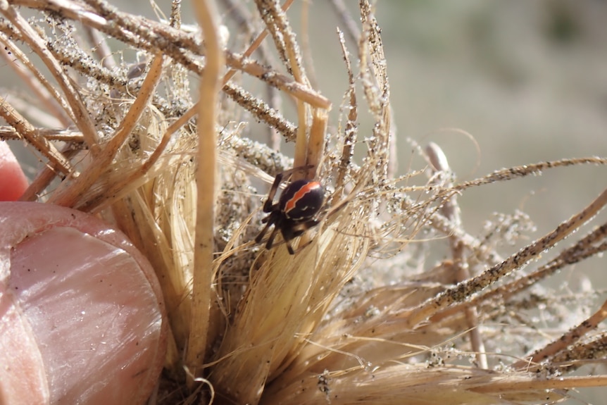 A tiny spider with a red back amongst some spinifex. 