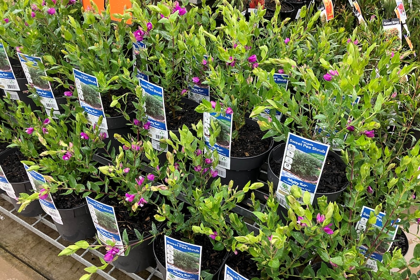 Rows of potted green plants with purple flowers.