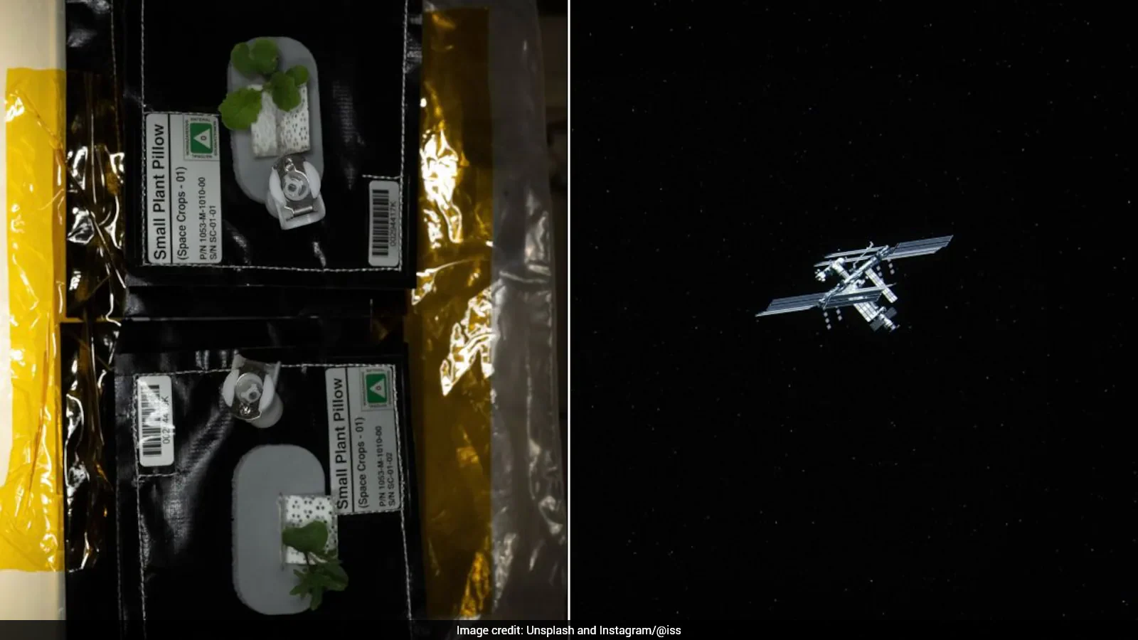 International Space Station Shares Details Of New Plants Sprouting In Space