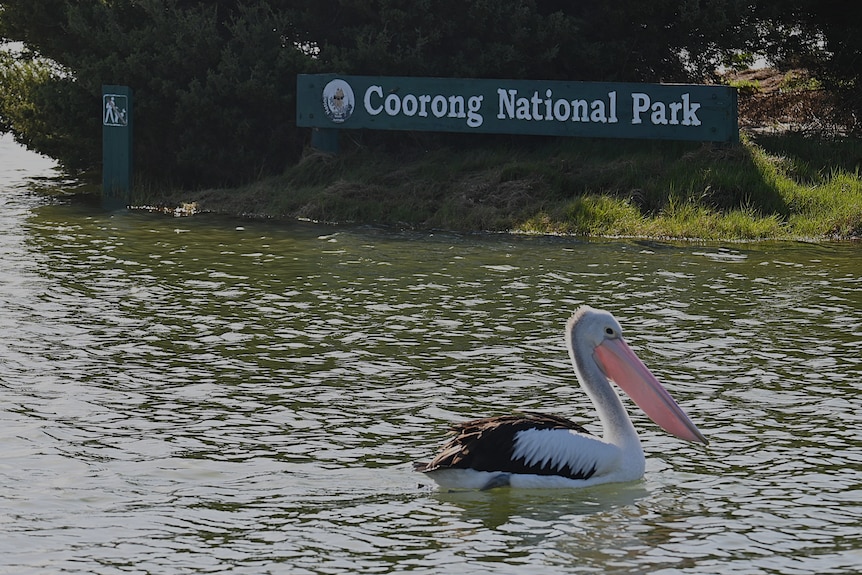 A pelican glides past a sign that says Coorong National Park