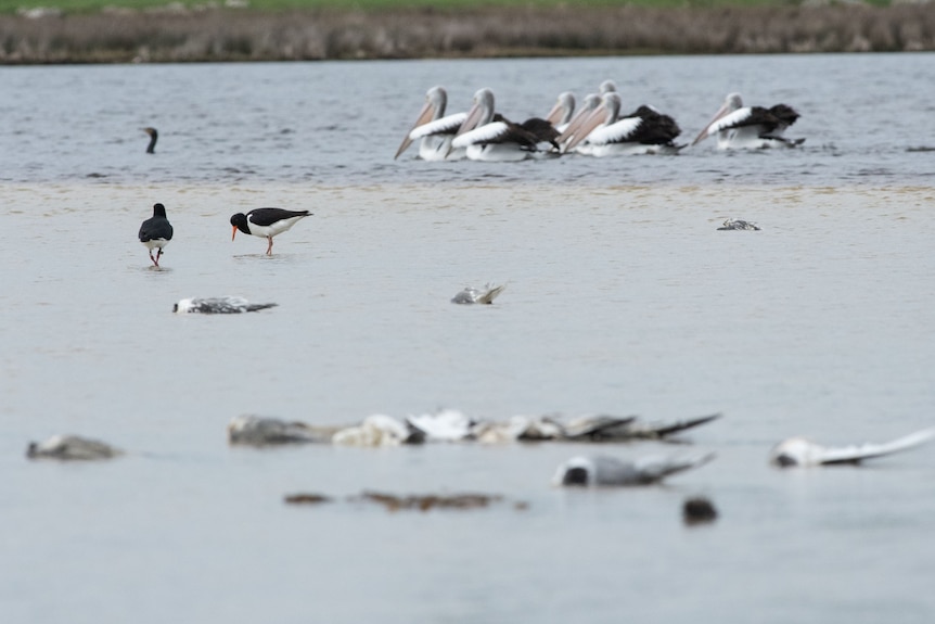 pelicans swim near to dead birds