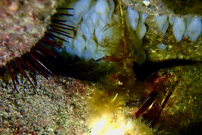A cluster of fish eggs on a rock beneath the sea.